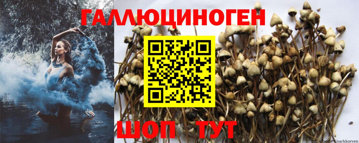 Майский  Галлюциногенные грибы Psilocybe  Вход с VPN 